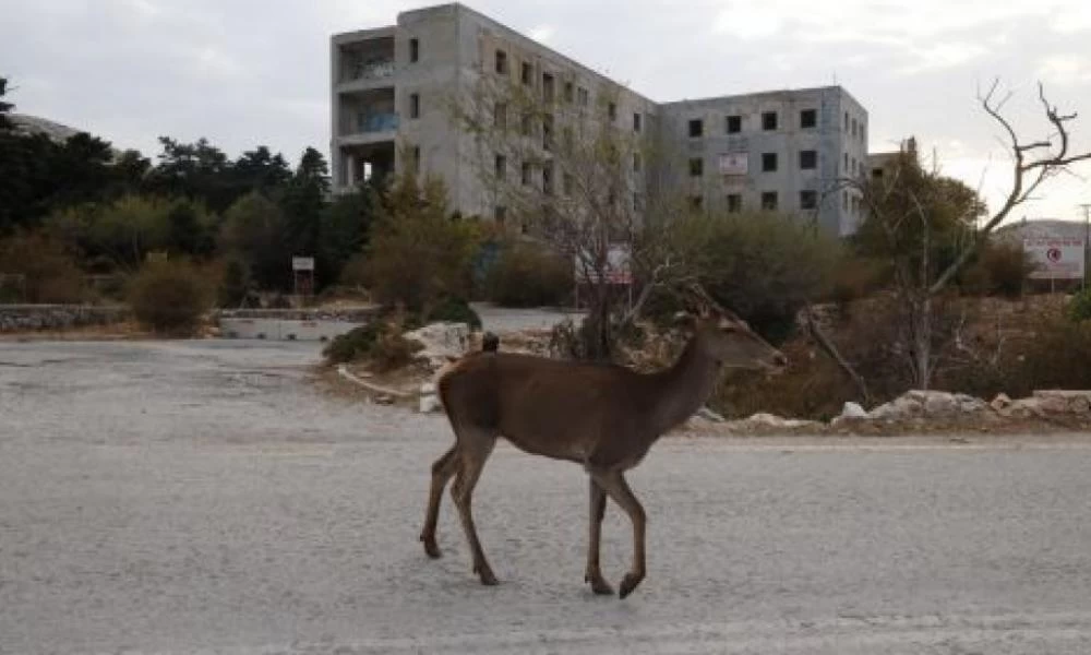 Πάρνηθα: Απάνθρωπο - Άφησαν ελάφι να αργοπεθαίνει επί 3 μέρες γιατί ήταν γερασμένο